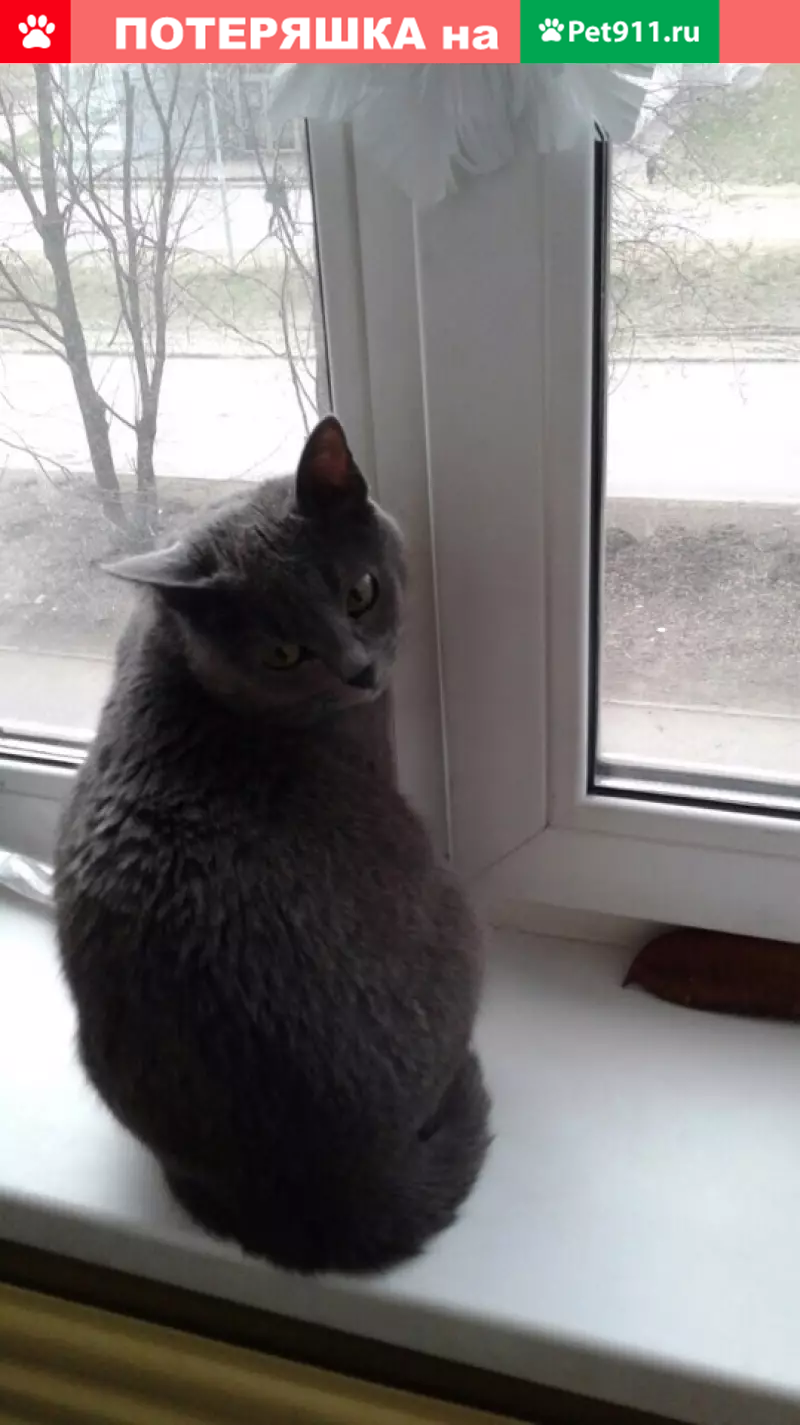 Пропала кошка Алиса в д. Кузебаево, Татарстан - photo