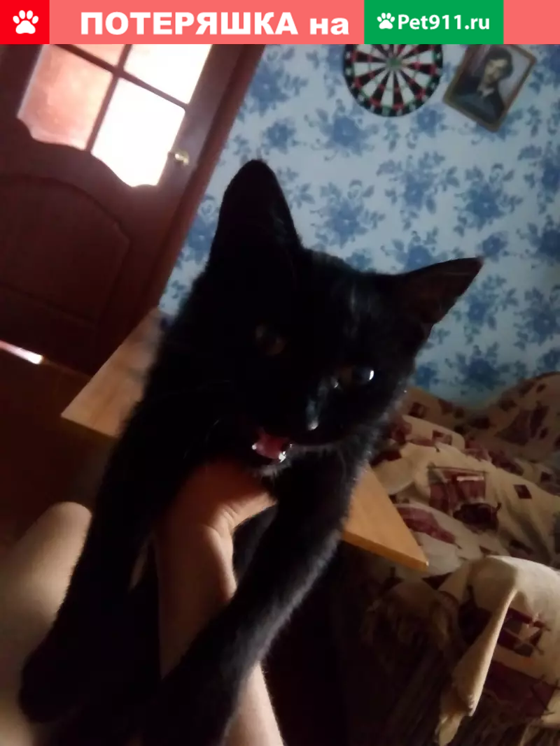 Пропал кот в Добруше, Беларусь - photo