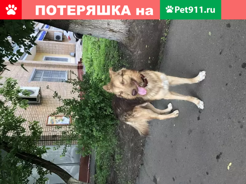 Собака с бордовым ошейником в Текстильщиках - photo