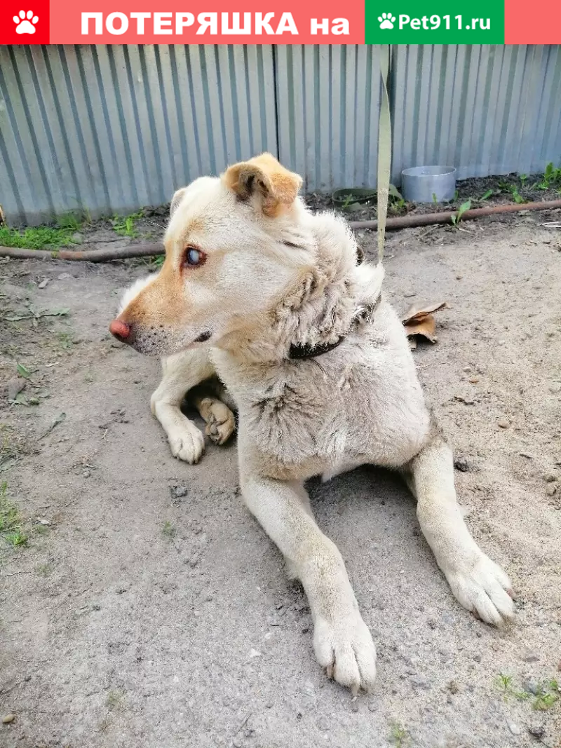 Найден слепой щенок-вандалист, Западный жилмассив | Pet911.ru