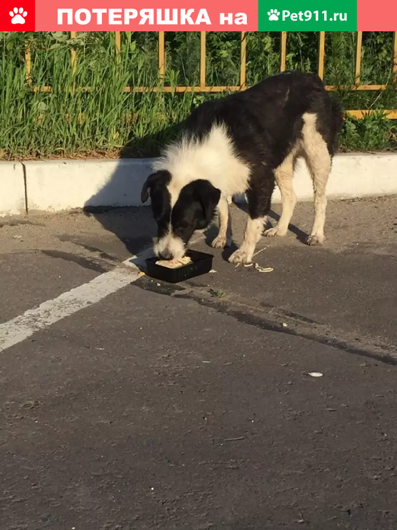 Собака бежит в Московском мкр. (52 дом) Брянск. | Pet911.ru