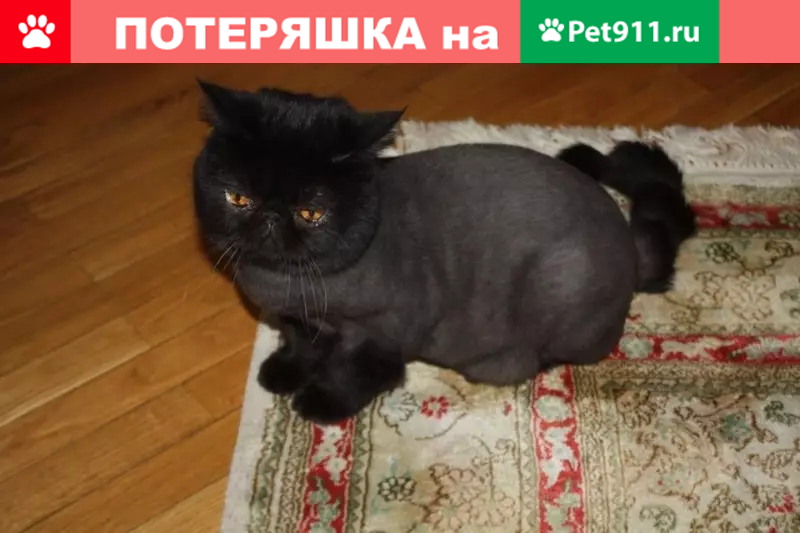Пропала кошка Дон Пабло, Черный кот перс, деревня Калчуга, Московская обл. - photo