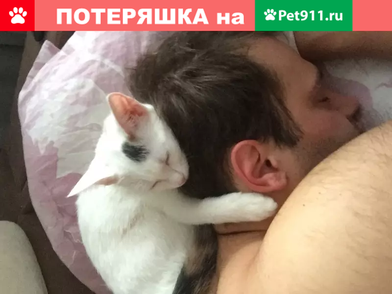 Пропала белая кошка Котёнок, адрес: 13-я Парковая улица, 35. - photo