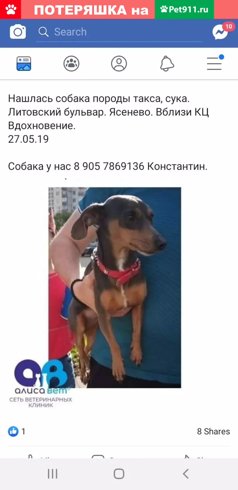 Найдена собака в Ясенево, Москва | Pet911.ru