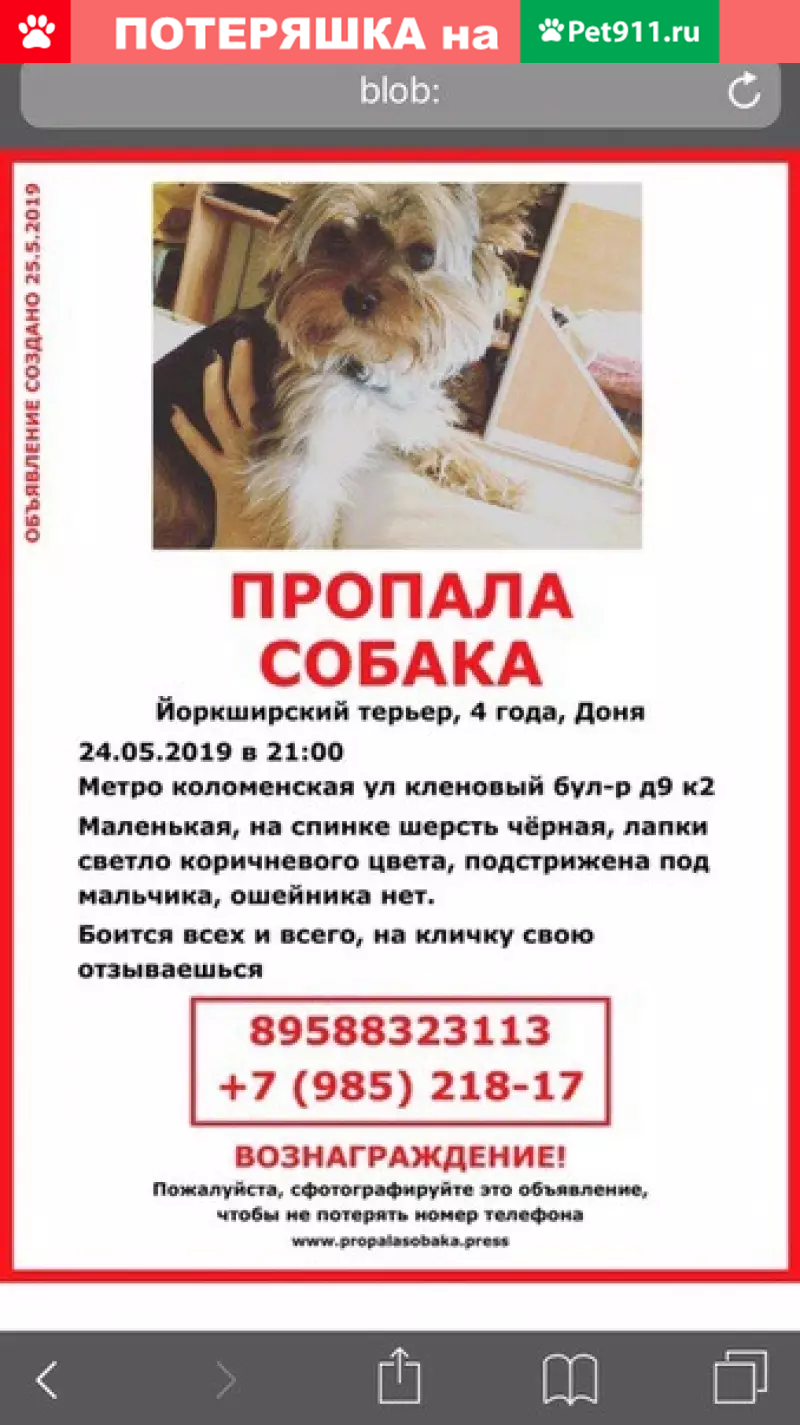 Пропала собака в Москве, ул. Кленовый бульвар, кличка Доня | Pet911.ru