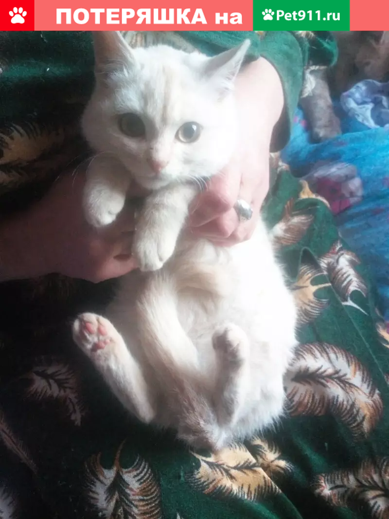 Пропал котенок на 2 Пугачевской, Москва - photo