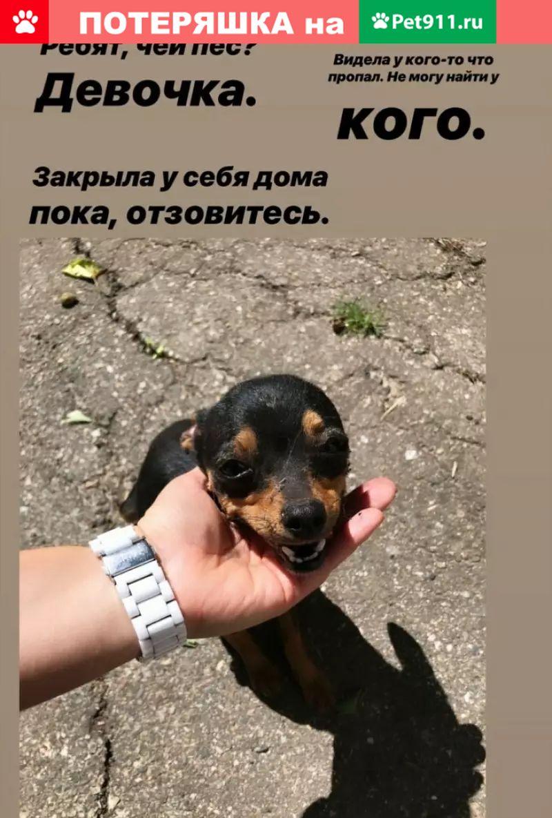 Найдена собачка в Староминской станице! | Pet911.ru