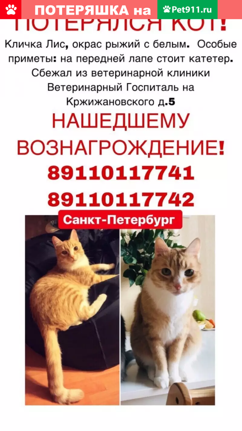 Пропала кошка на ул. Кржижановского 5, вознаграждение! | Pet911.ru