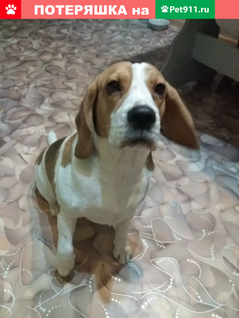 Пропала собака Ева в районе станции Кеницы. - photo