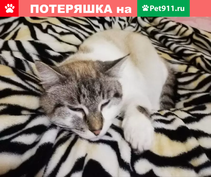 Пропала кошка Люся на ул. 30 лет БССР, Гомель - photo