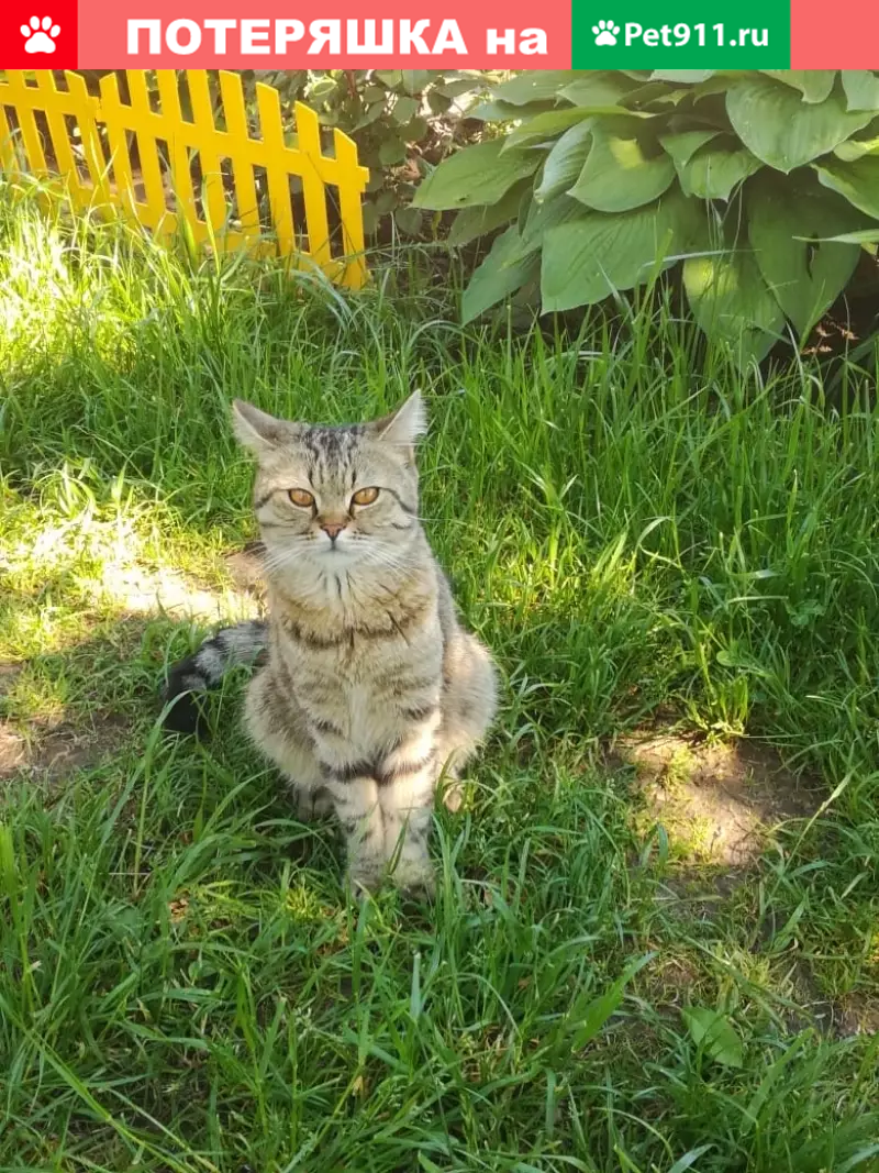 Найден домашний кот на даче в Усадах, Татарстан. | Pet911.ru