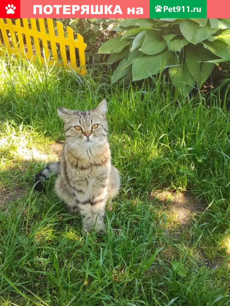 Найден домашний кот на даче в Усадах, Татарстан. | Pet911.ru