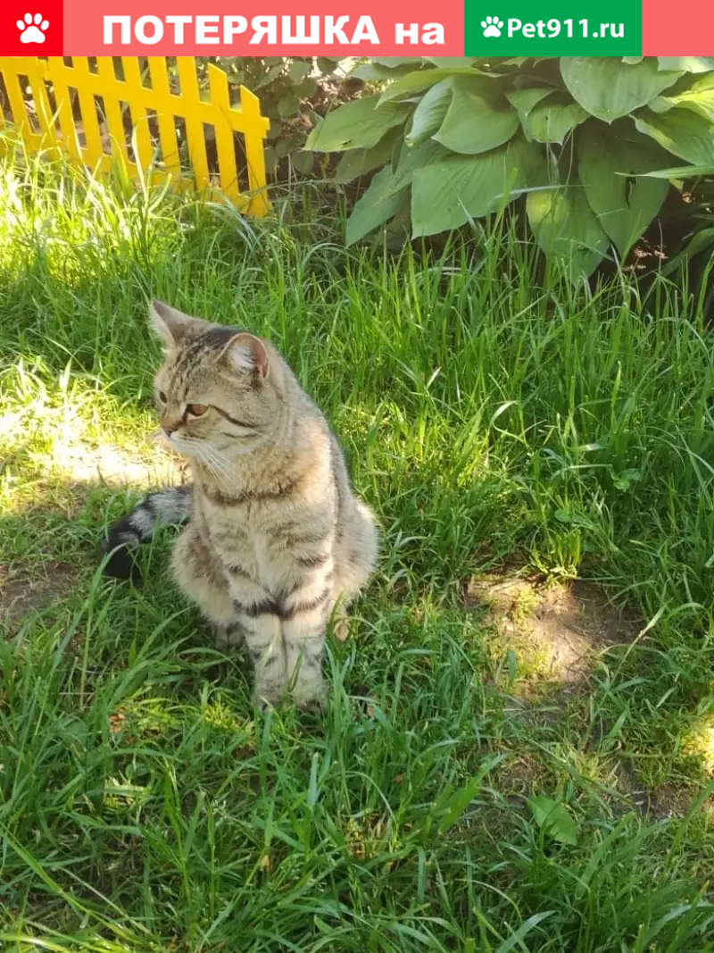 Найден домашний кот на даче в Усадах, Татарстан. | Pet911.ru