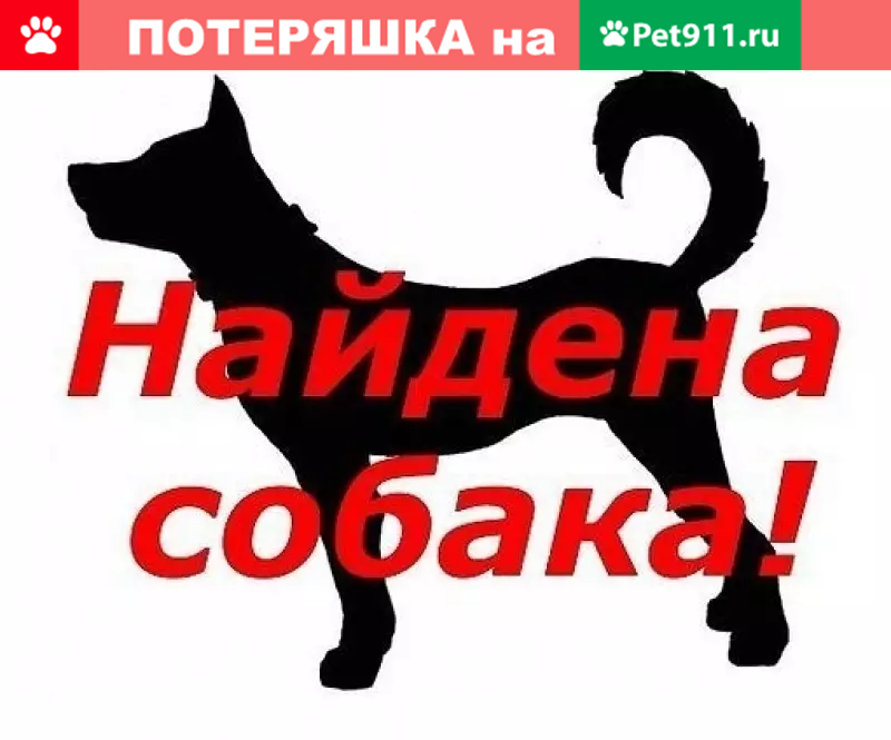 Собака найдена в СНТ Русь, ищем старых хозяев. | Pet911.ru