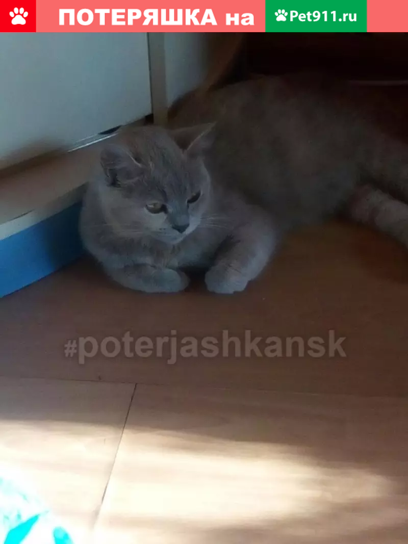 Пропала кошка на ул. Громова 4 в Новосибирске - photo