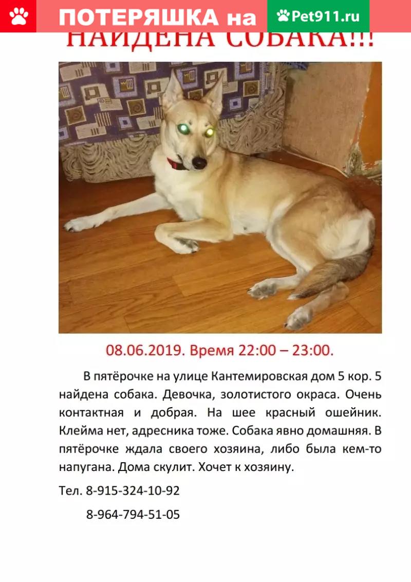 Найдена золотистая собака на Кантемировской, 5к5 | Pet911.ru