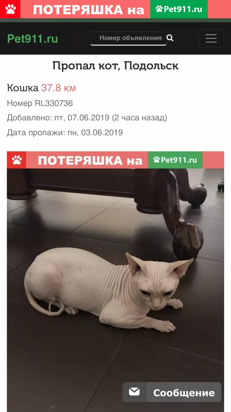 Пропала кошка Кот в Александровке, Московская обл. | Pet911.ru