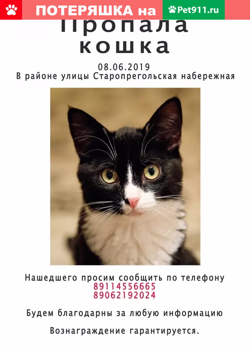 Пропала кошка на ул. Старопрегольской, Калининград | Pet911.ru