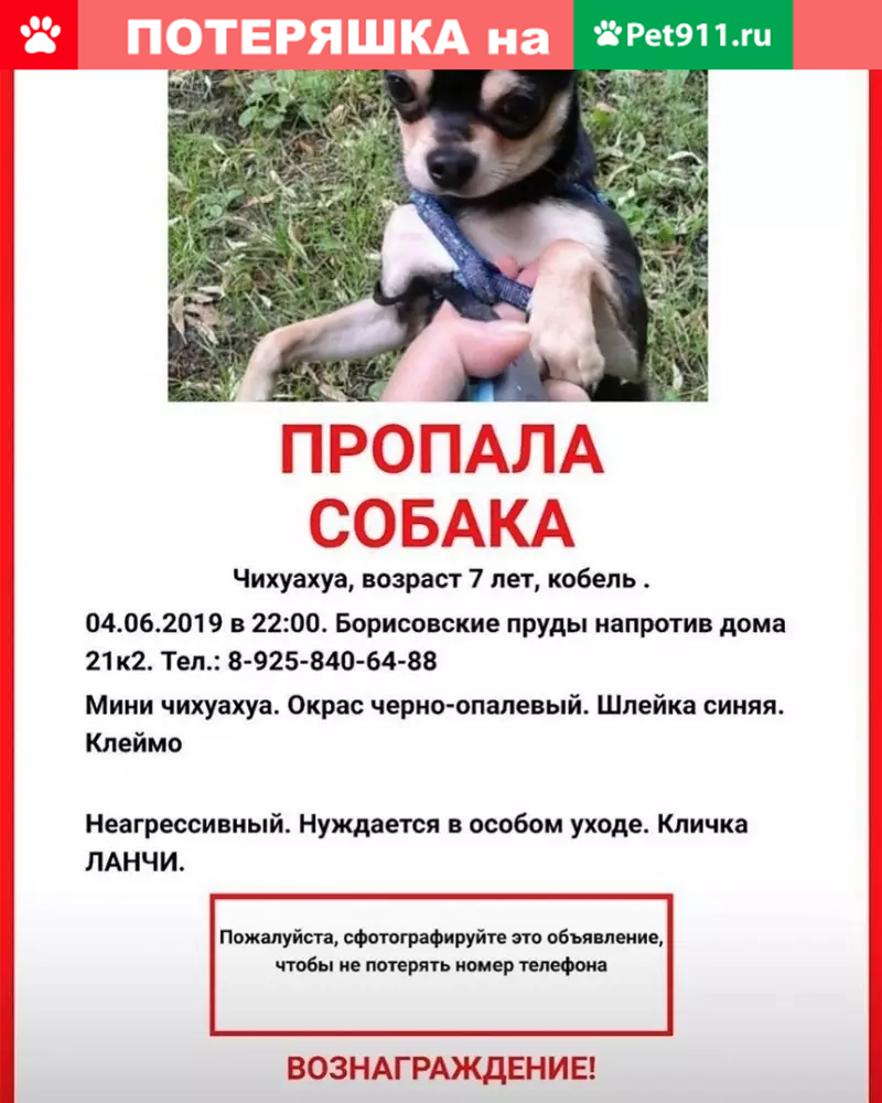 Пропала собака в Москве, вознаграждение! | Pet911.ru