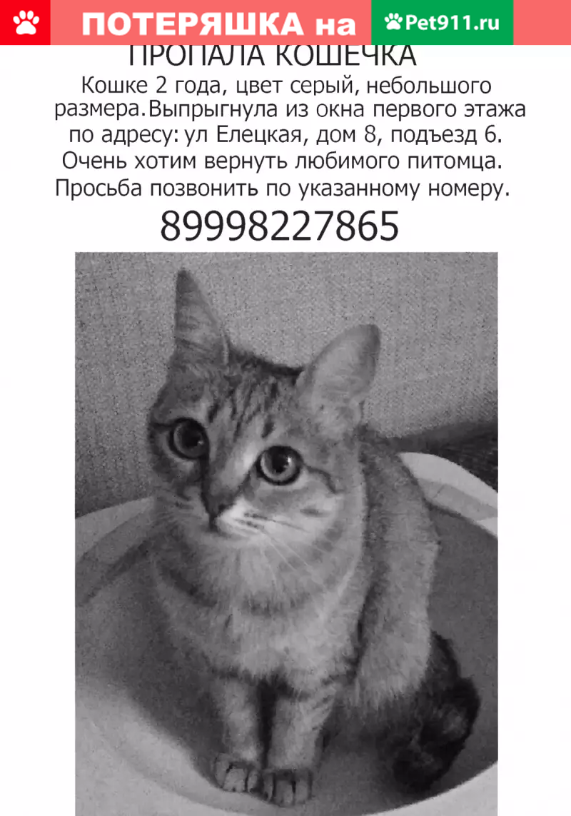 Пропала кошка на Елецкой 8к2, подъезд 6, Москва | Pet911.ru