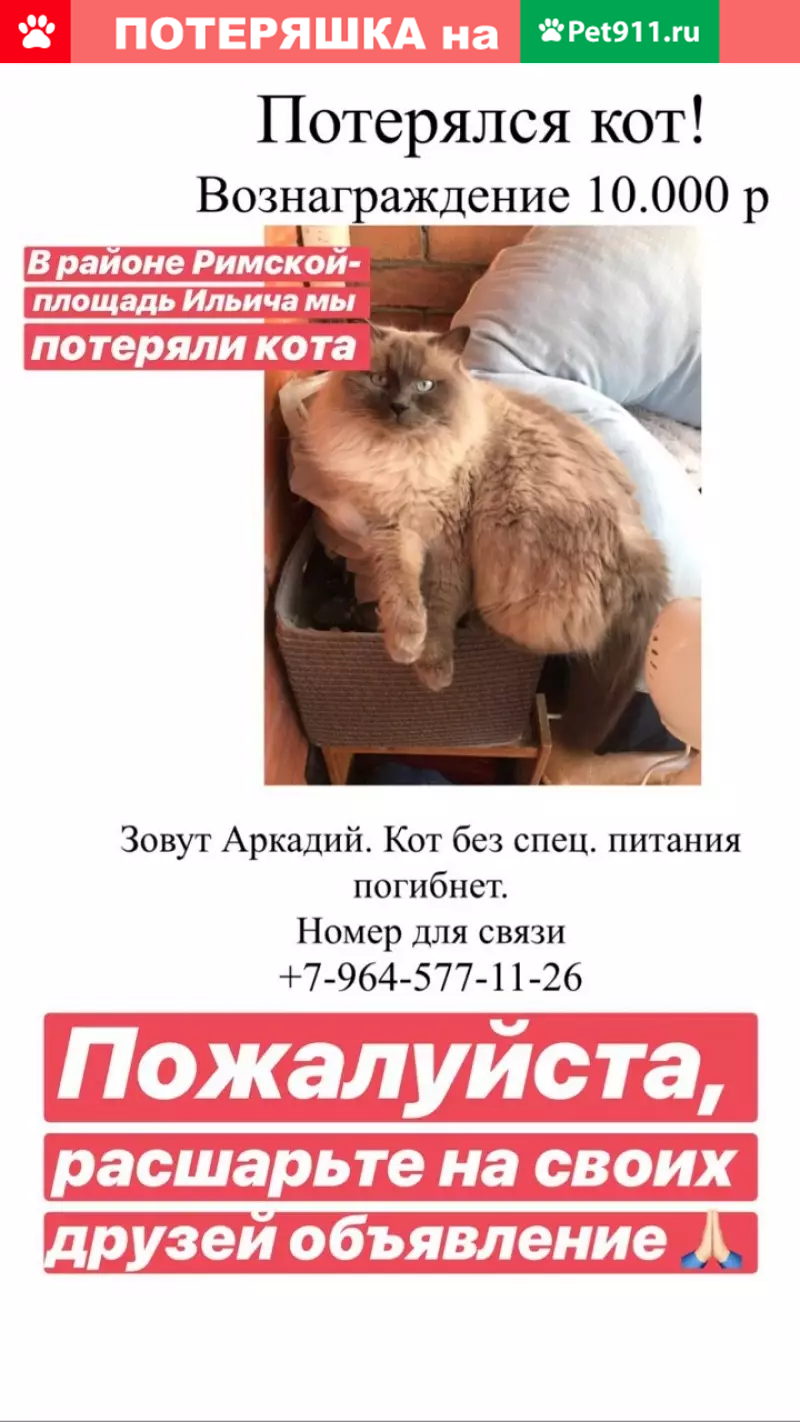 Пропала кошка на Новорогожской, вознаграждение 10.000 р. | Pet911.ru