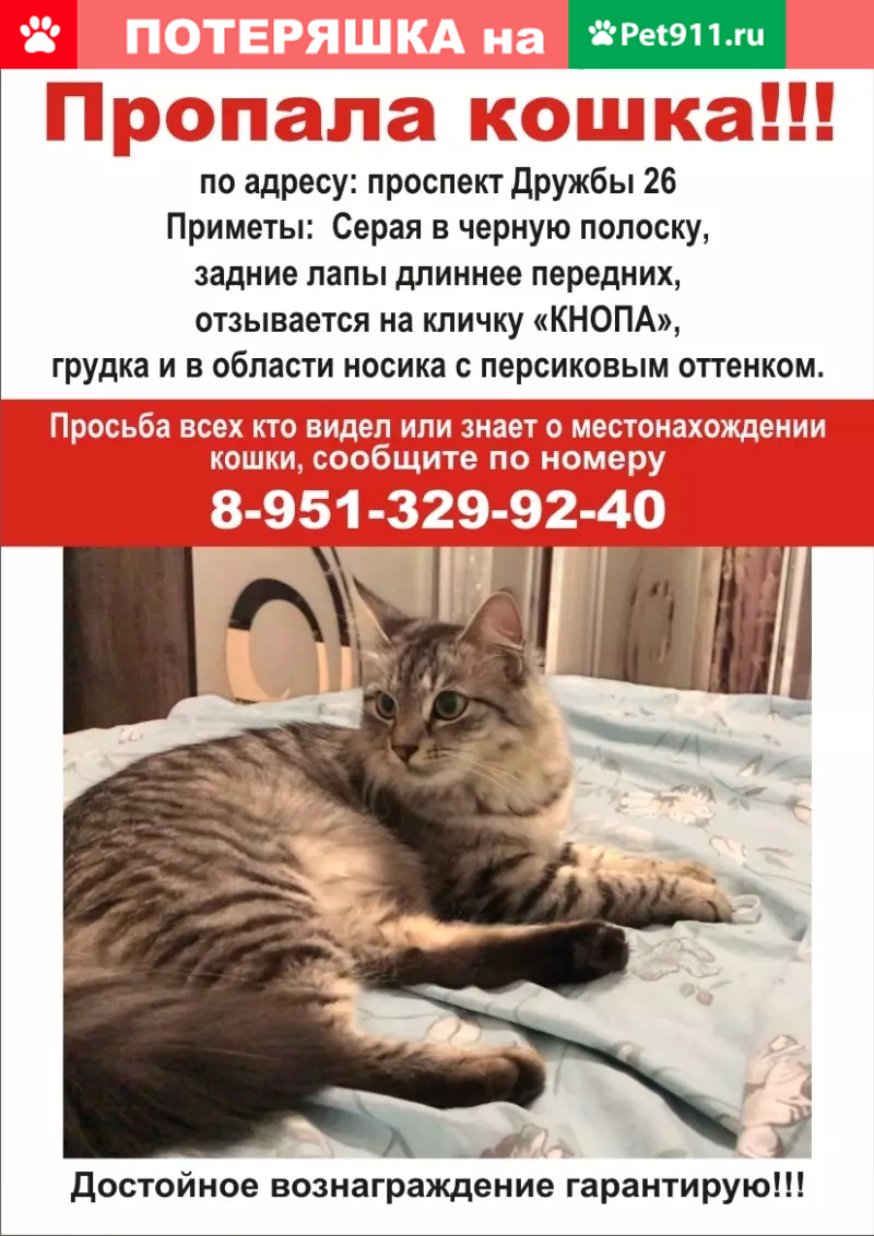 Пропала кошка на пр-те Дружба д26 | Pet911.ru