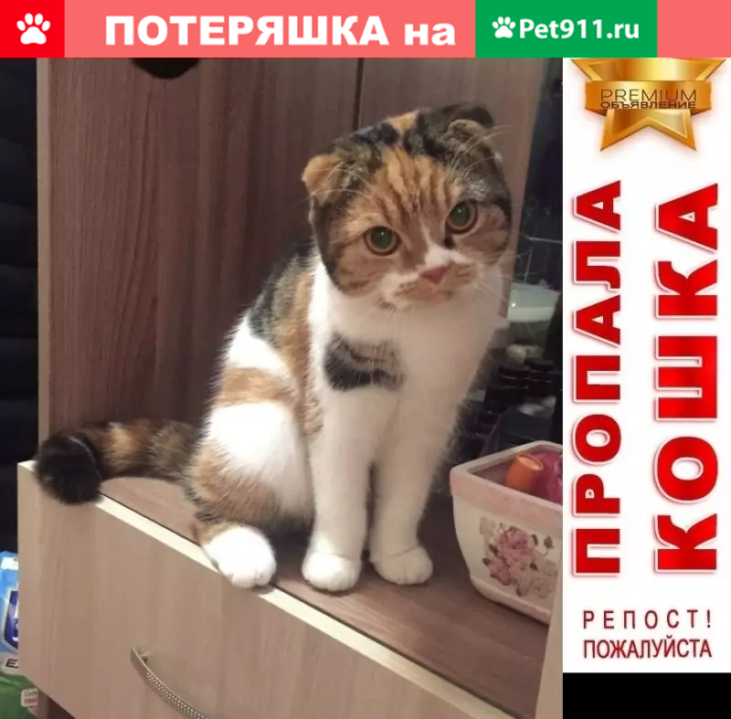 Пропала кошка по адресу ул. Наро-Фоминская, 3 (Москва) - photo