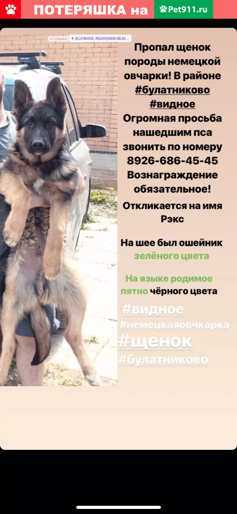 Пропала Немецкая овчарка в Булатниково. - photo