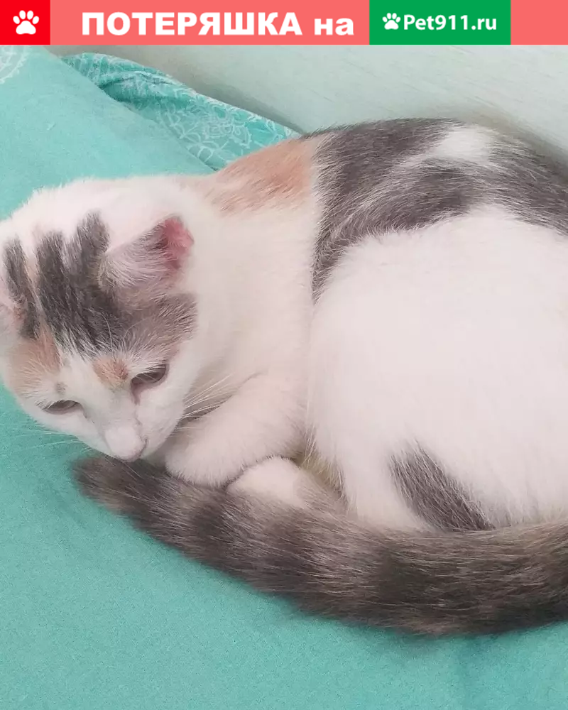 Пропала кошка Дэля, 10 мес, Москва - photo