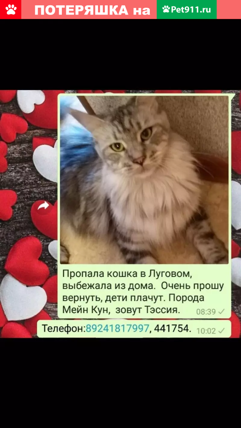 Пропала кошка в Южно-Сахалинске! | Pet911.ru