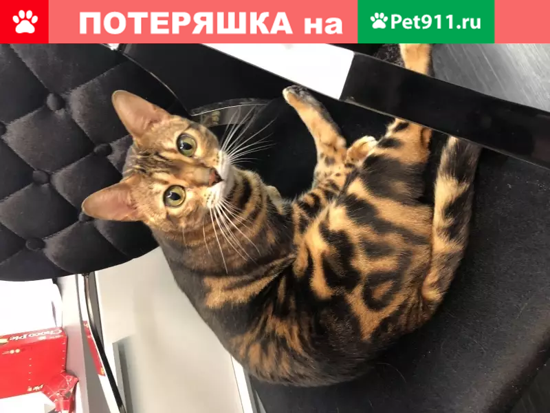 Пропала кошка Лилуша в Витебске, Беларусь - photo