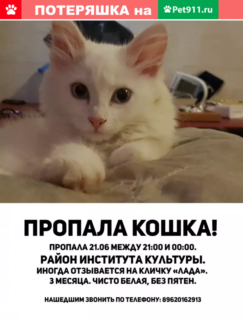 Пропала кошка в Краснодаре, район Института культуры, вознаграждение! |  Pet911.ru