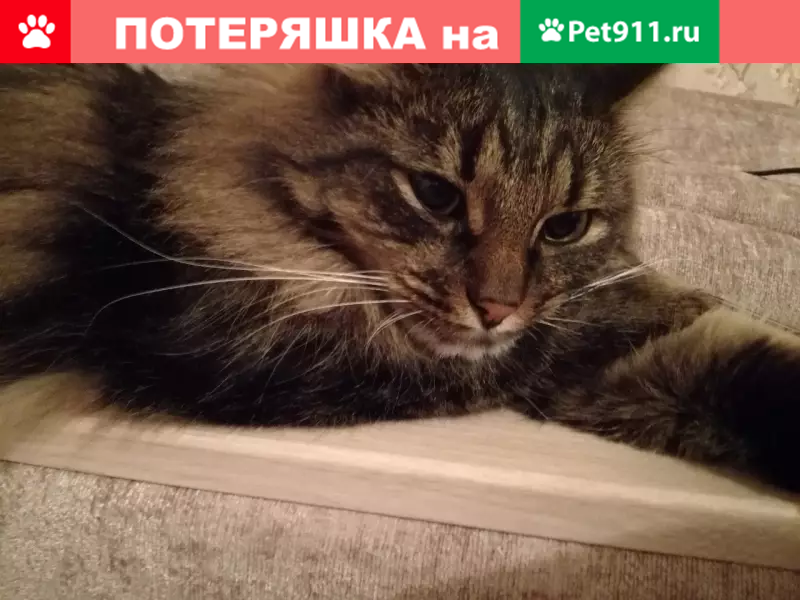 Пропал кот на Изюмской, Москва - photo