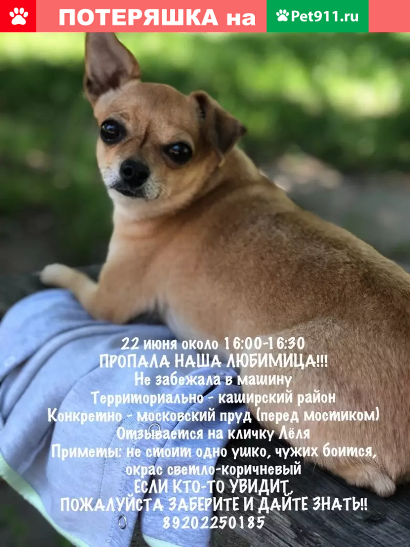 Пропала собака Той-терьер в Воронежской области | Pet911.ru