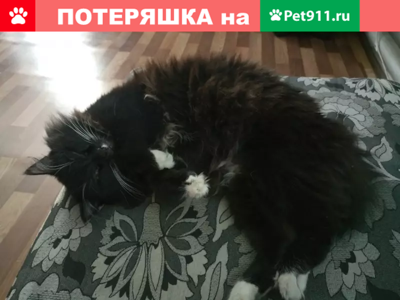 Пропал кот Рекс в Тайге, Кемеровская область - photo