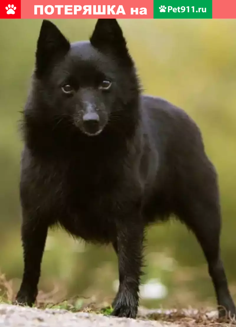 Найдена хаски в мкр. Залесный, Новомосковск | Pet911.ru