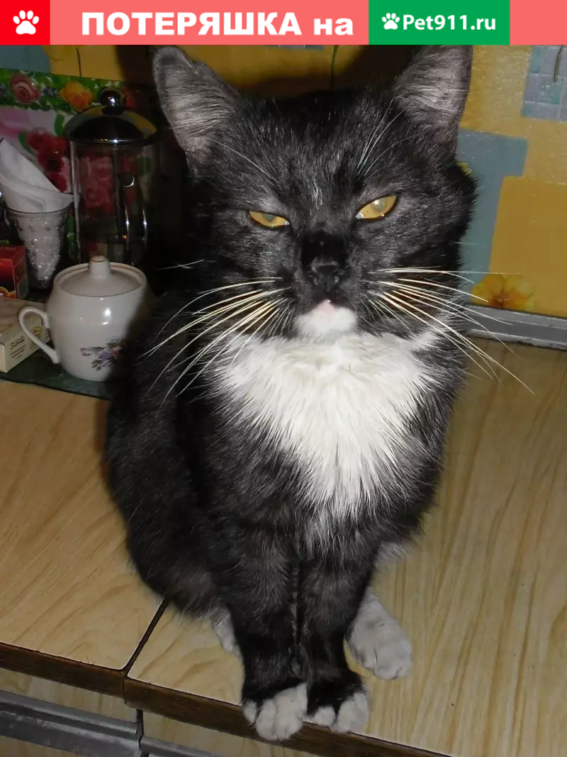 Пропала кошка на ул. Чкалова, Витебск. - photo