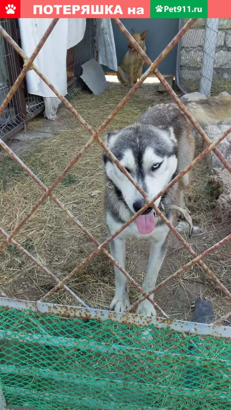 Найден хаски в Керчи, ищем хозяина! | Pet911.ru