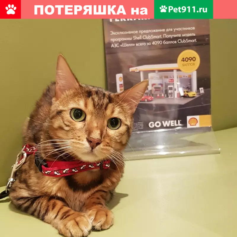 Пропала кошка в посёлке Газопровод, Москва - photo