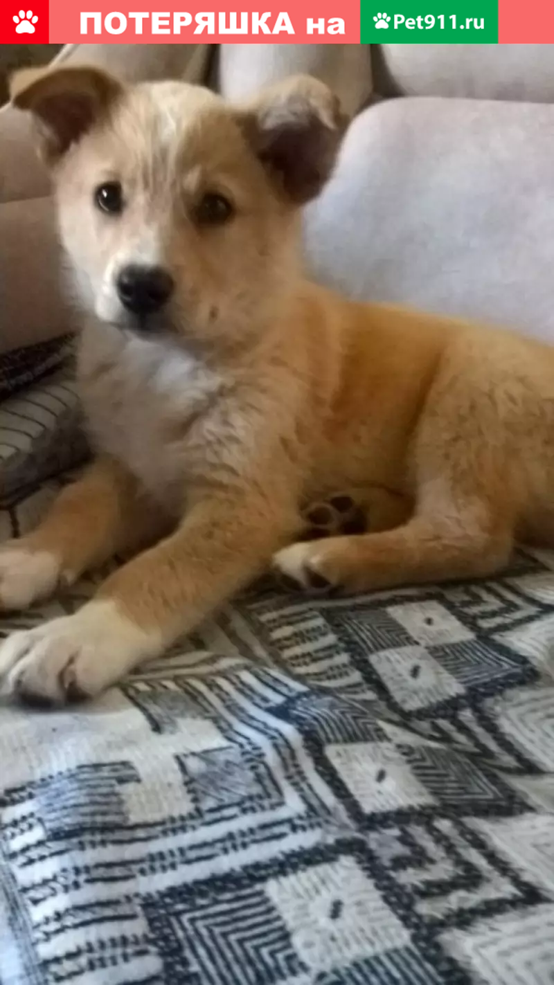 Пропал щенок-мальчик на ул. Октябрьская в Куженере - photo