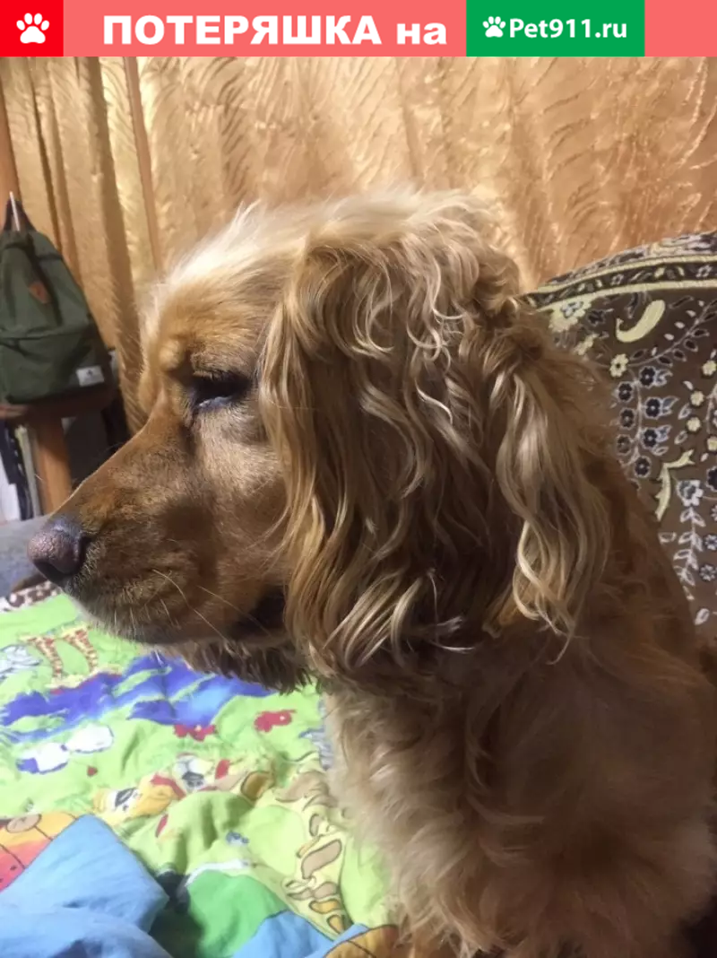 Пропала собака в Лабытнанги, рыжий спаниель по имени Джексон | Pet911.ru