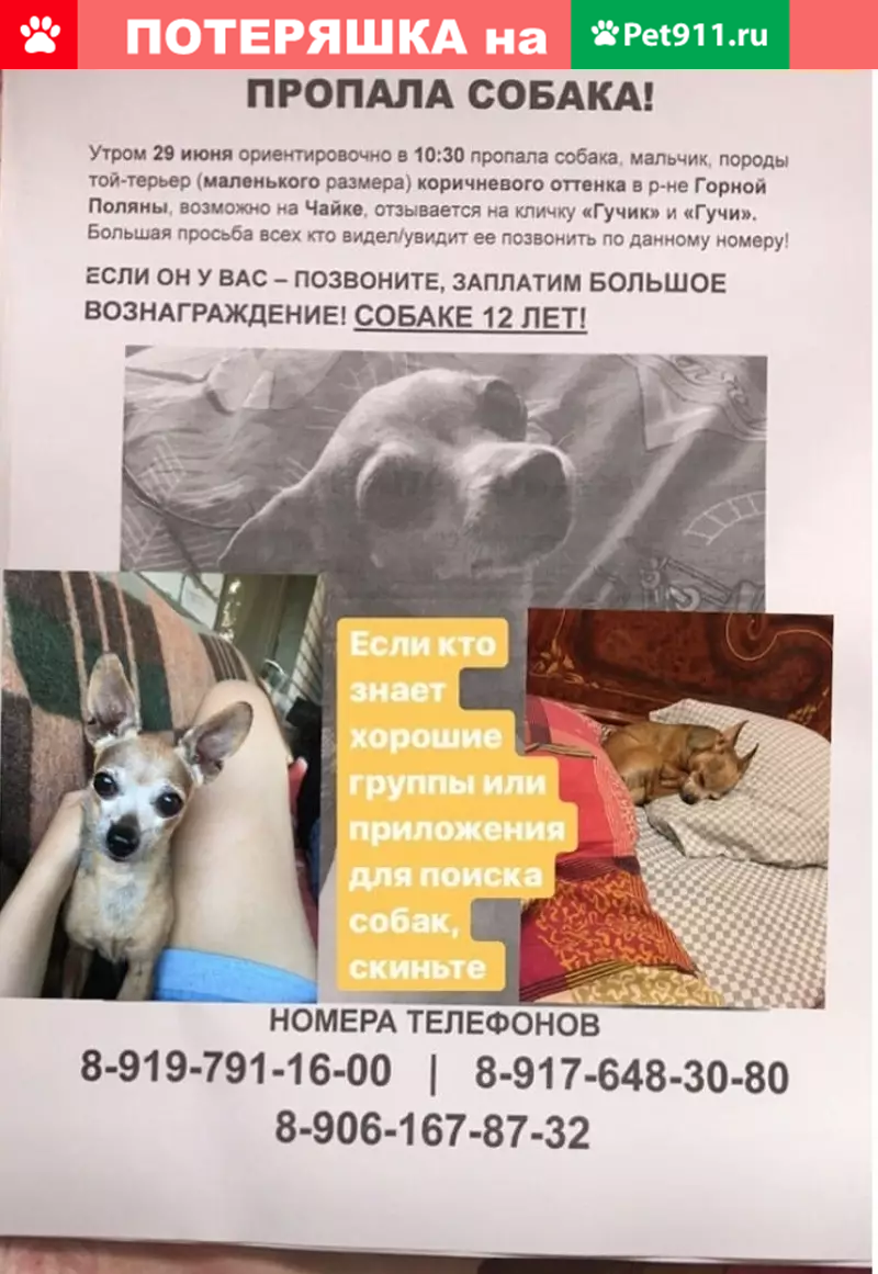 Пропала собака в Волгограде - откликается на Гучи или Гучик  https://vk.com/maryana_ne | Pet911.ru