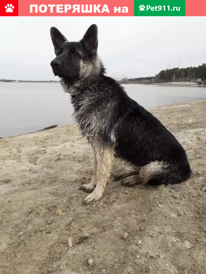 Пропал щенок Марк, восточно-европейская овчарка в Бердске | Pet911.ru