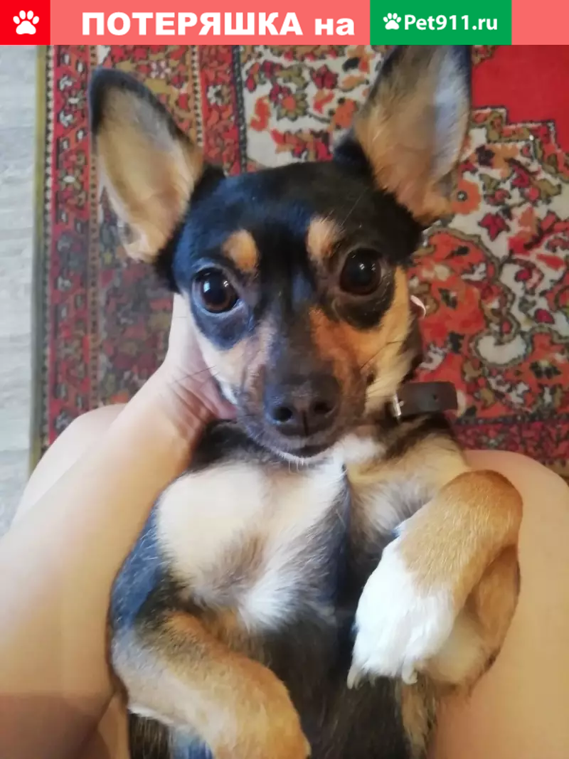 Пропала собака Мила в Новокузнецке - photo