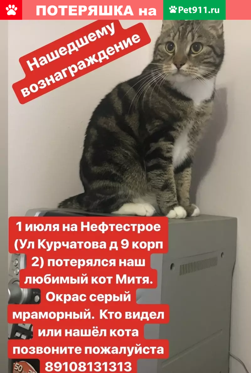 Пропал кот Митя, ул. Курчатова 9к2, вознаграждение +79108131313 | Pet911.ru