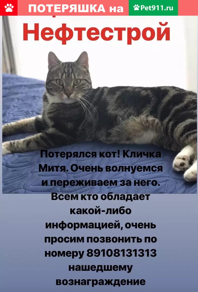 Пропал кот Митя, ул. Курчатова 9к2, вознаграждение +79108131313 | Pet911.ru