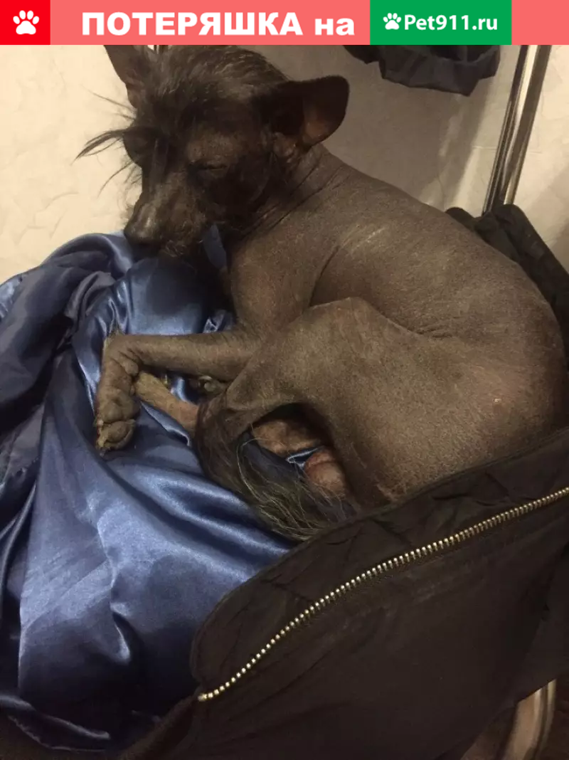 Пропала мексиканская голая собака Филя в деревне Беклемишево, звоните  Кристине https://vk.com/id331249686 | Pet911.ru