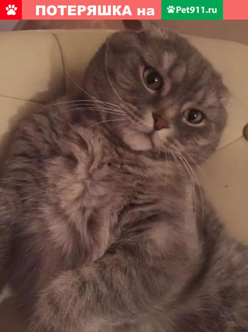 Пропал кот Лорд, Мосрентген, Дудкино, СНТ Дары Природы, 4-я Линия - photo
