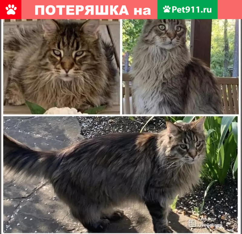 Пропал кот мейн кун, ждём вернувшего! Адрес: Жуковка 3, Одинцовский район, МО - photo