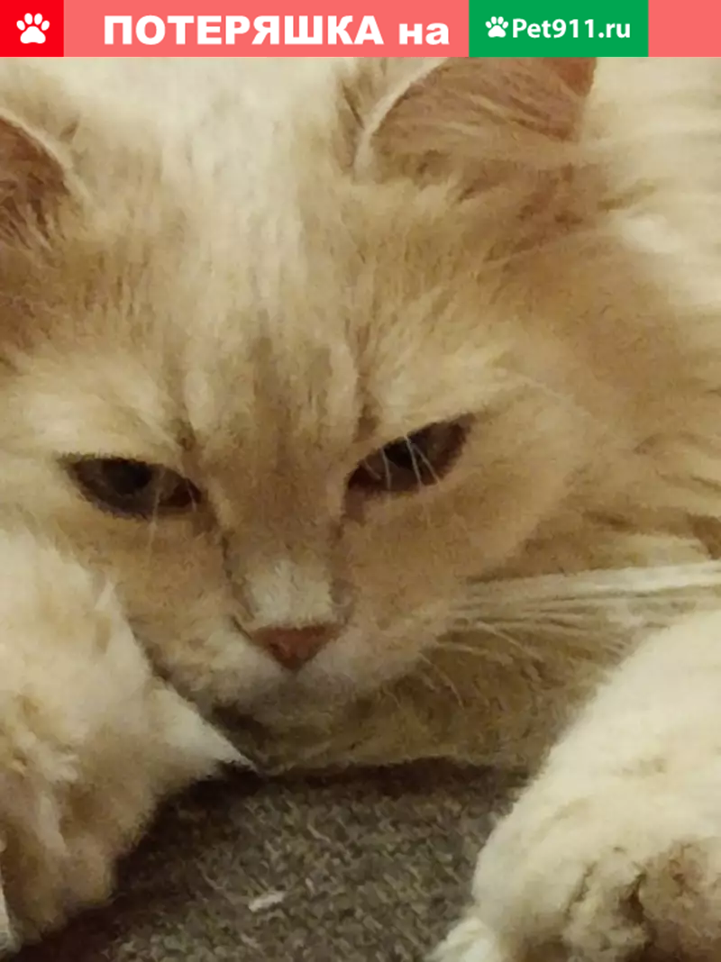 Пропала кошка в Витебске, Беларусь - photo